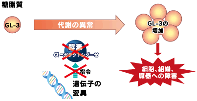 糖脂質